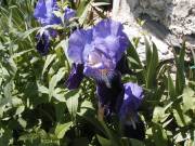 Iris de jardin